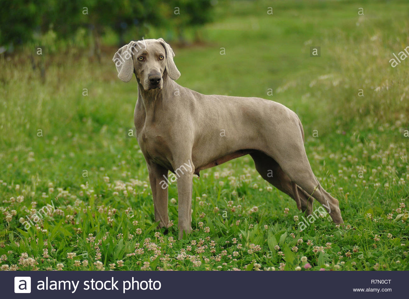 Portrait Of Weimaraner Dog It Is A Hunting Dog Breed Stock Photo