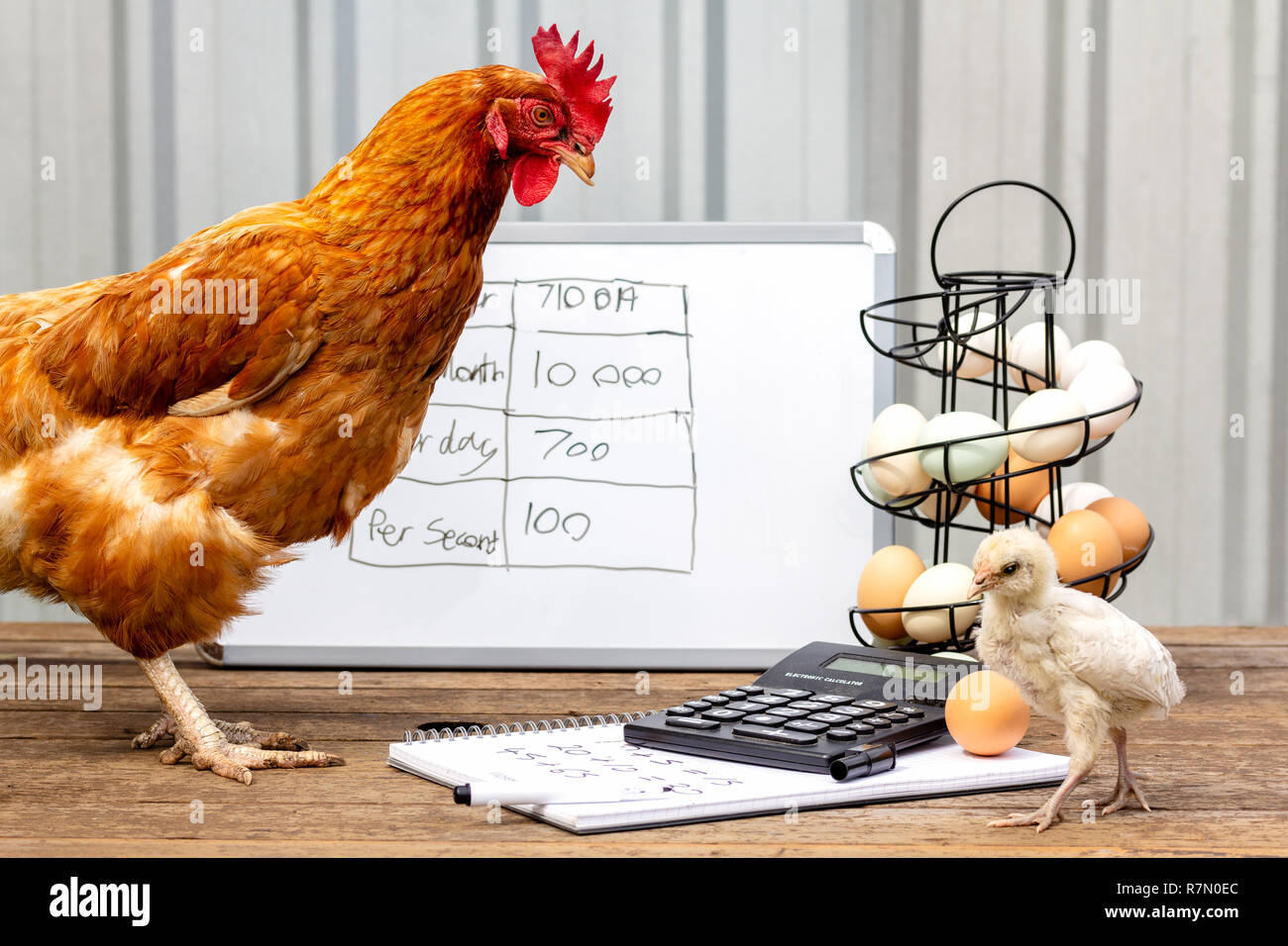 Hen and chick small business meeting discussing egg production, accounts, pay raise, promotion and tax, succession planning Stock Photo