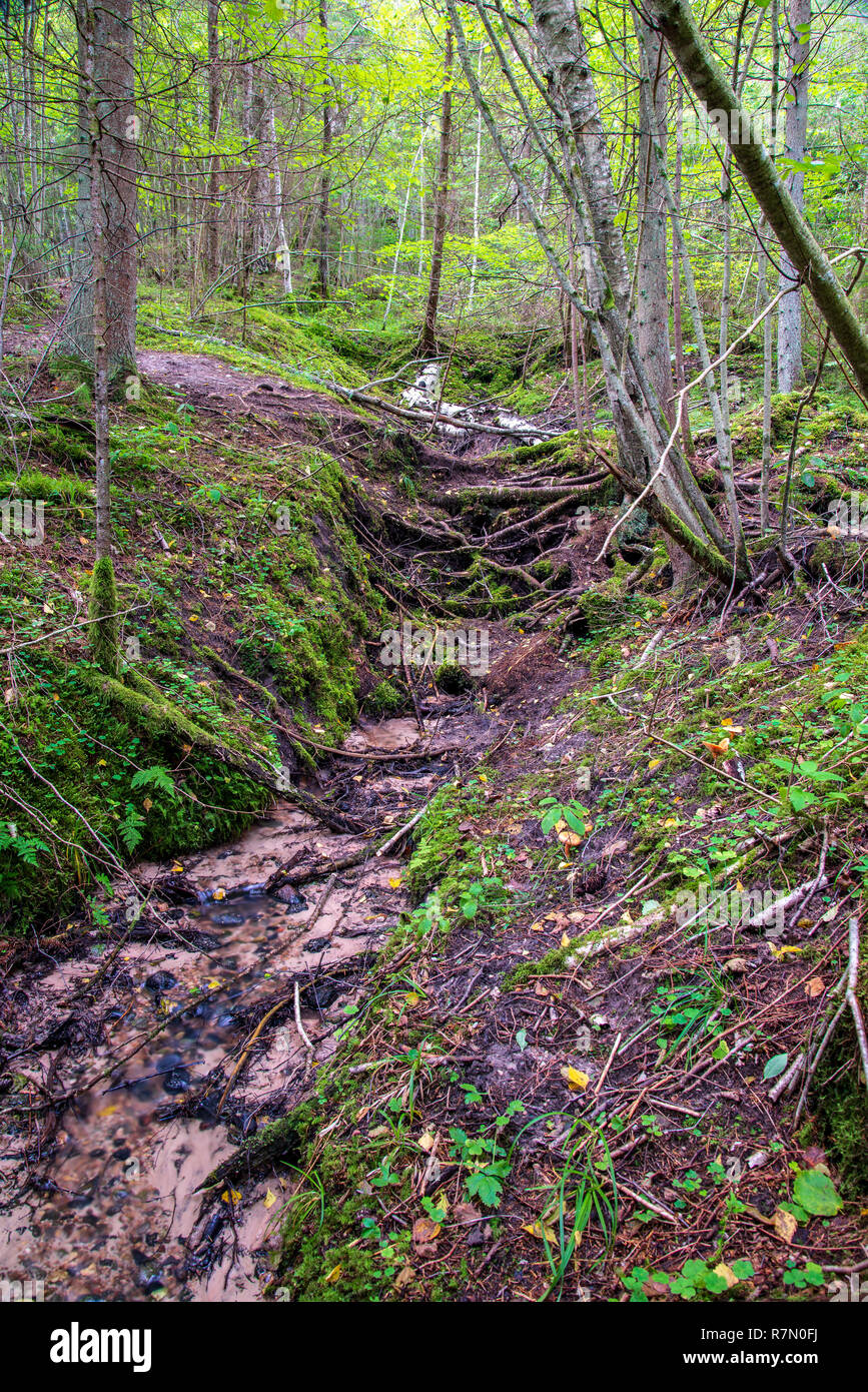 tourist hiking trail track in green summer forest with dark ground and green foliage under