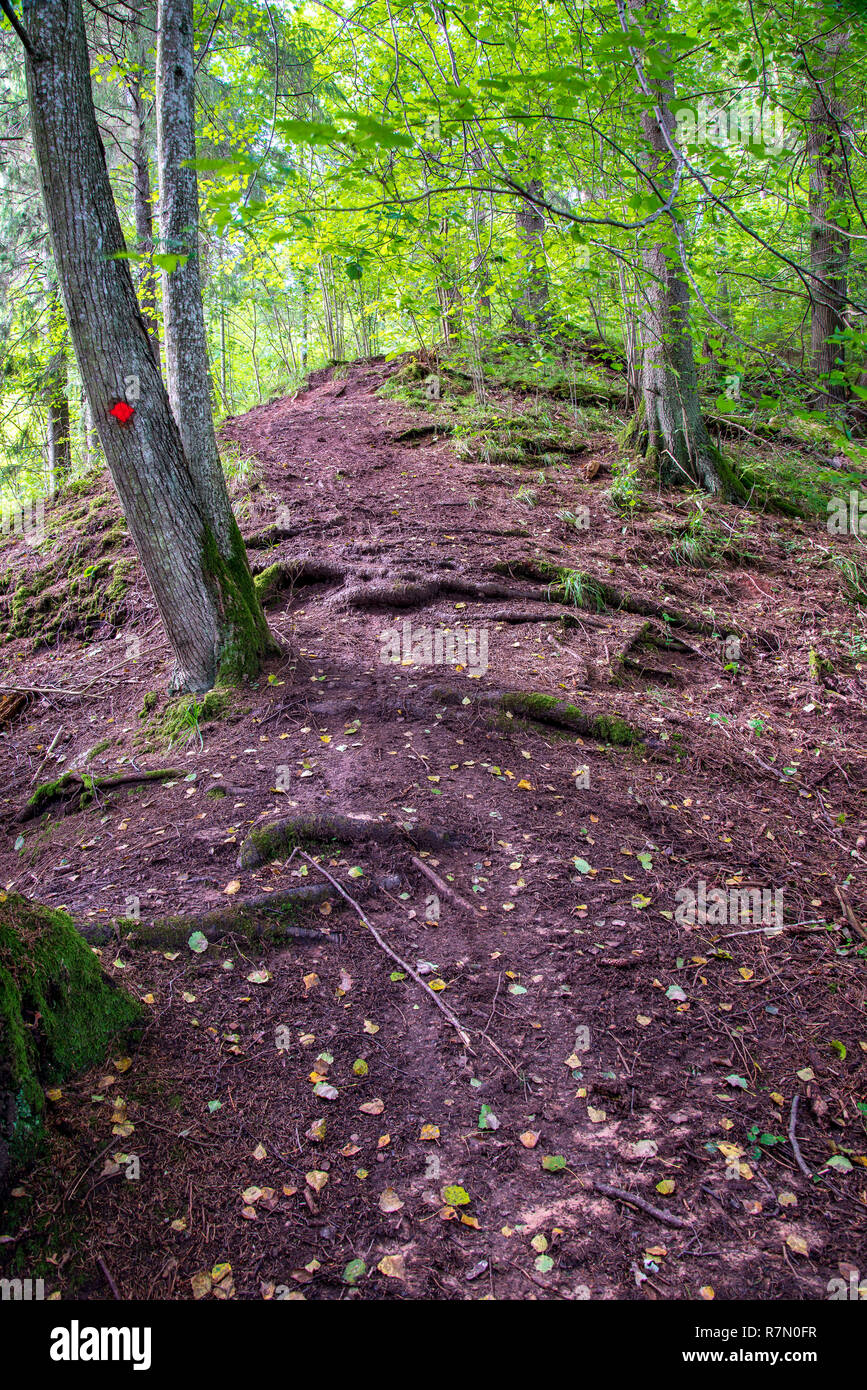 tourist hiking trail track in green summer forest with dark ground and green foliage under