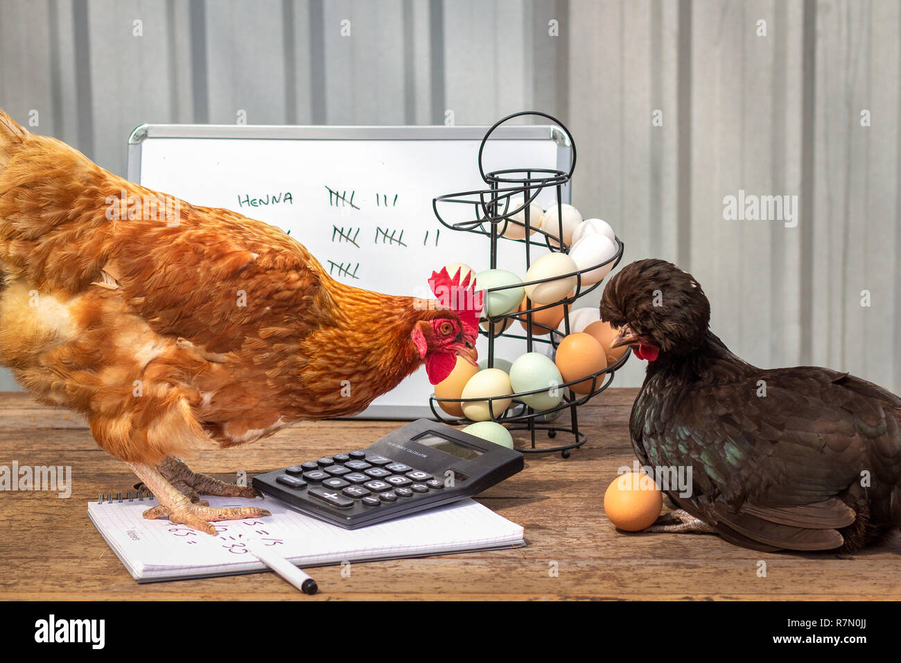Real hens small business meeting discussing egg production, accounts, pay raise, promotion and tax Stock Photo