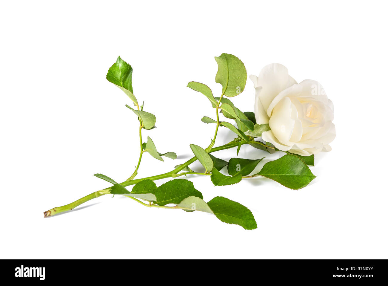 White rose flower isolated on white background Stock Photo - Alamy