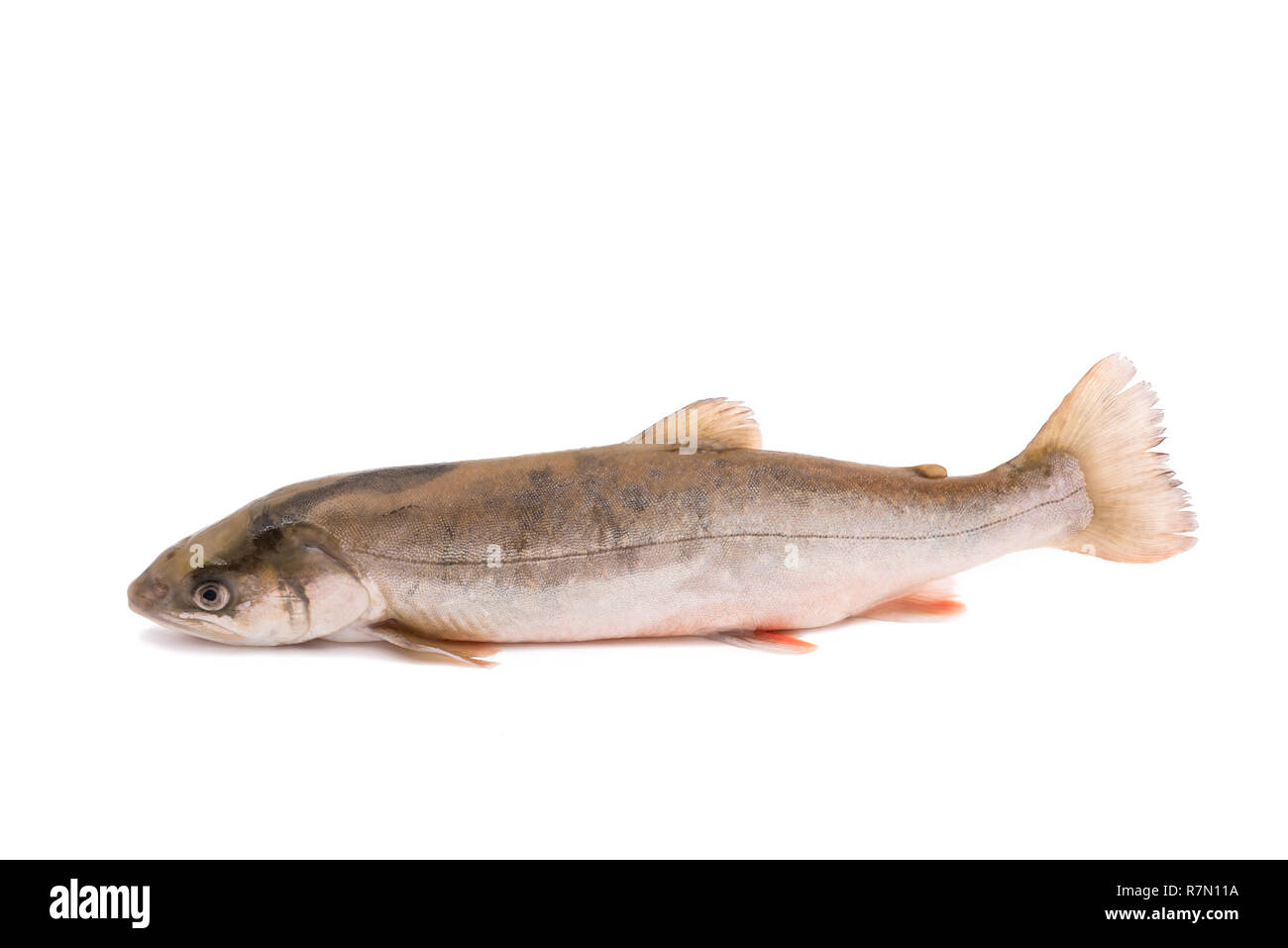 char fish (salvelinus) isolated on white backgrouns Stock Photo