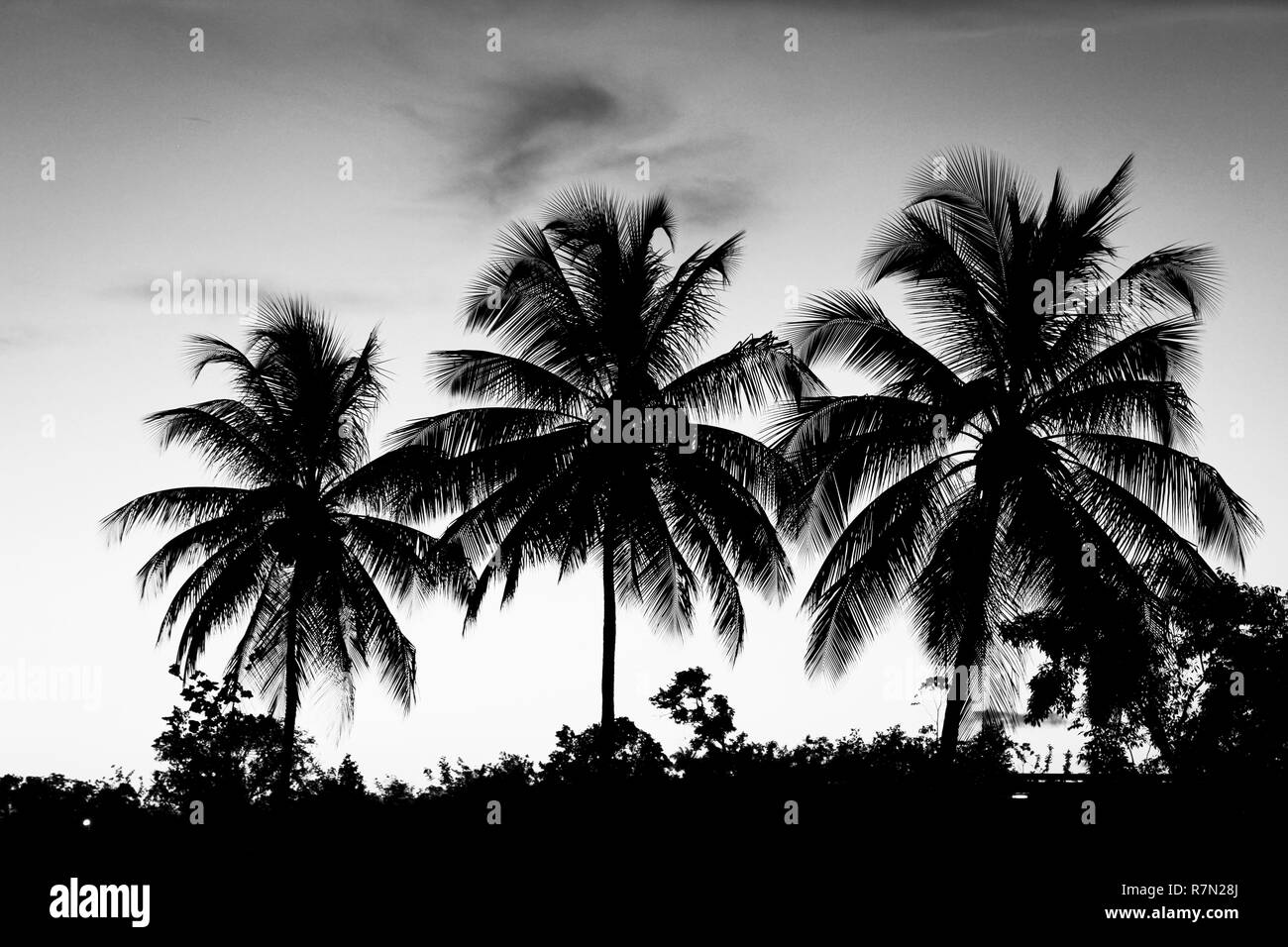 Palmtrees Surinam Sunset Stock Photo