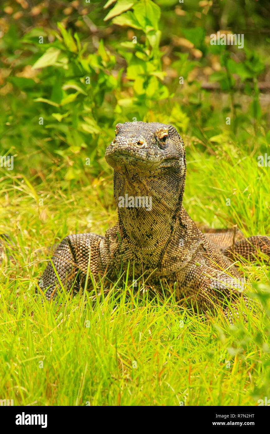 Komodo dragon (Varanus komodoensis) lying in grass on Rinca Island in