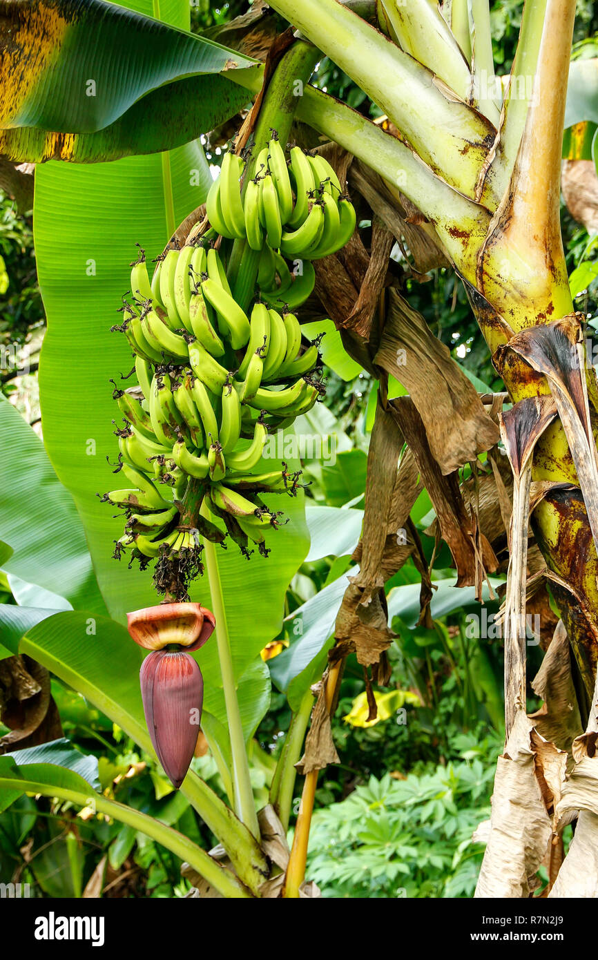 bananas-growing-in-the-jungle-on-taveuni-island-fiji-taveuni-is-the