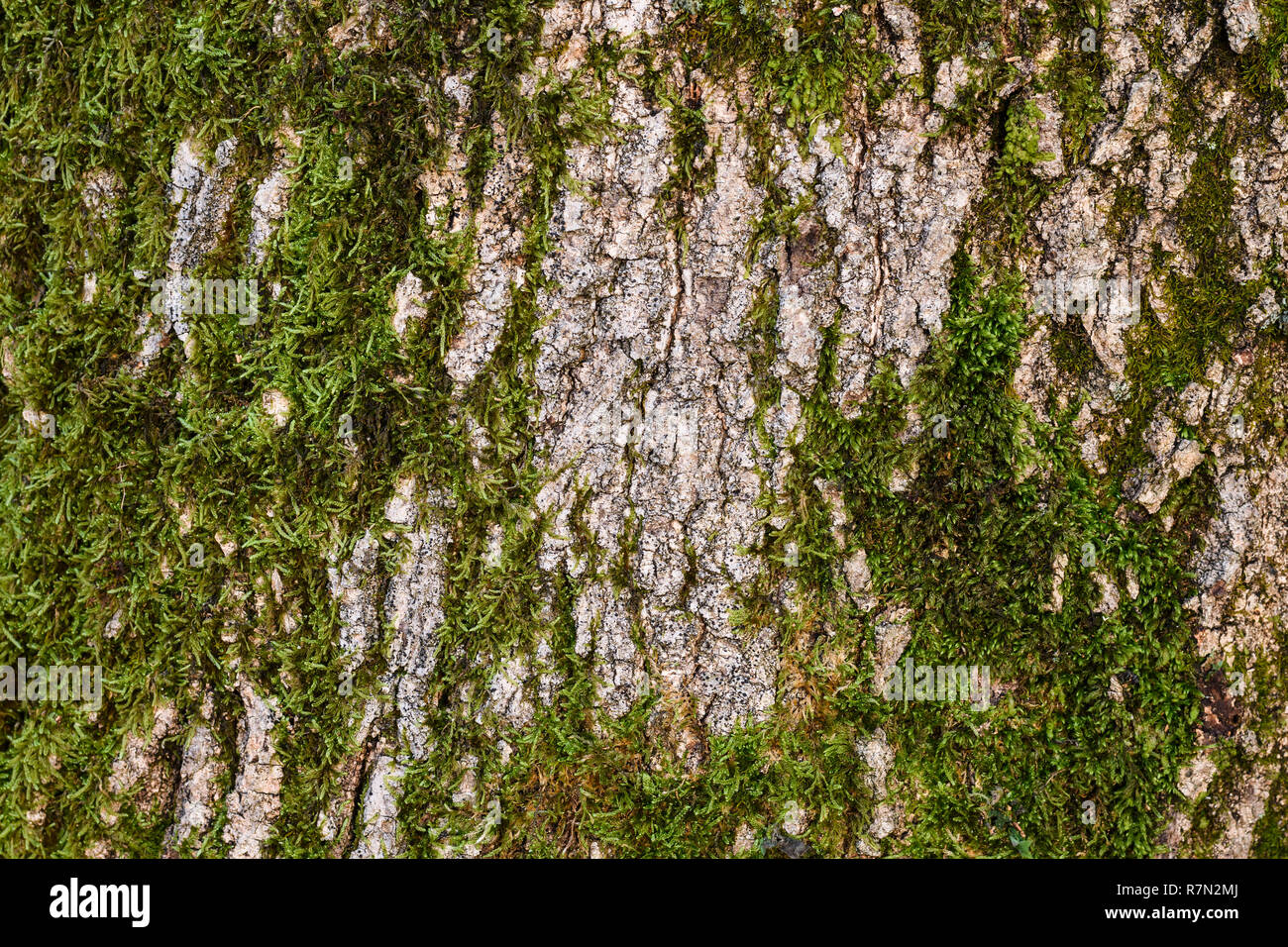 Background texture of the moss on the bark of a tree. Stock Photo