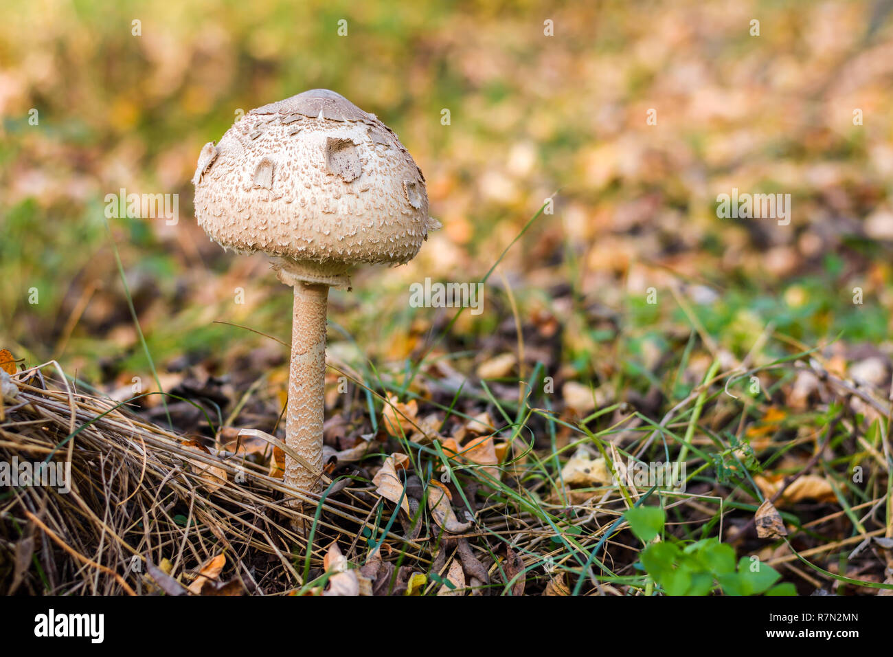 Young parasol mushroom Macrolepiota procera in the grass on the autumn sun. Stock Photo