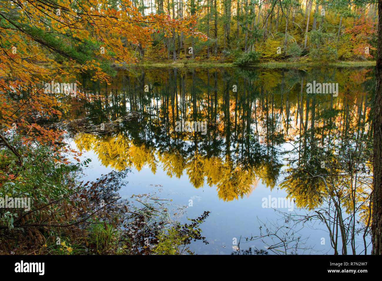 Reflection at Seymour Lake Stock Photo Alamy