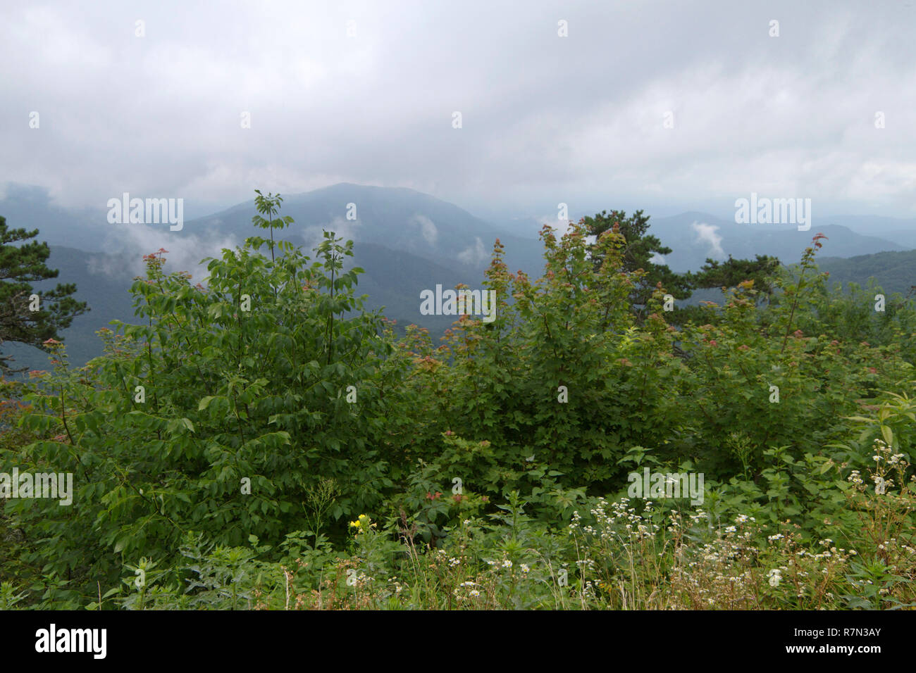 Scenic view of the hazy Appalacian Mountains with low thready clouds and abundant vegetation viewed from the Blue Ridge Parkway in North Carolina Stock Photo