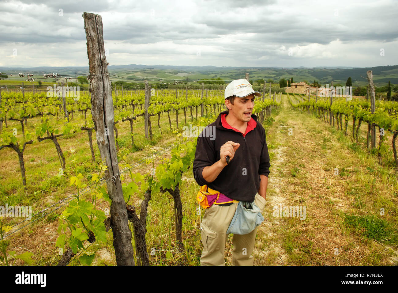 Winemaker standing in his vineyard near Montalcino, Val d'Orcia, Tuscany, Italy. Montalcino is famous for its Brunello di Montalcino wine. Stock Photo