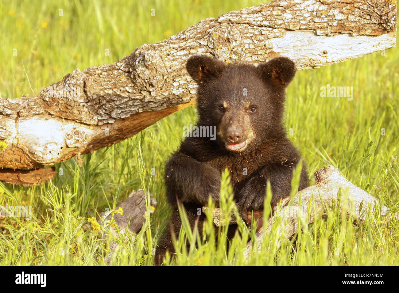 Baby black bear hi-res stock photography and images - Alamy