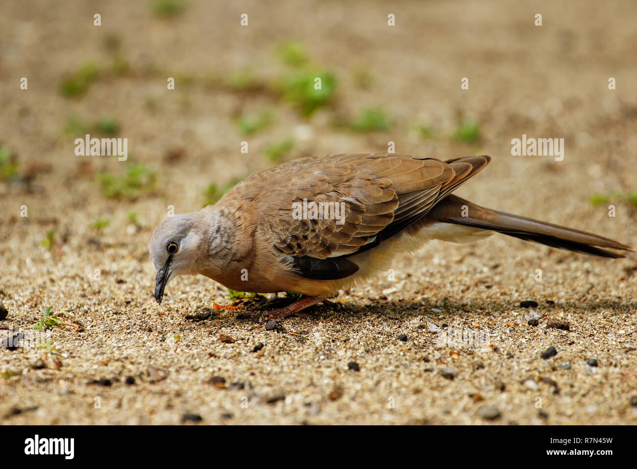 Spotted dove (Spilopelia chinensis) sitting on the ground in Fiji Stock Photo