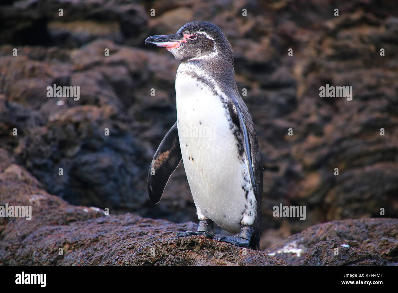 Galapagos Penguin (Spheniscus mendiculus) standing on rocks, Bartolome island, Galapagos National Park, Ecuador. It is the only penguin that lives nor Stock Photo