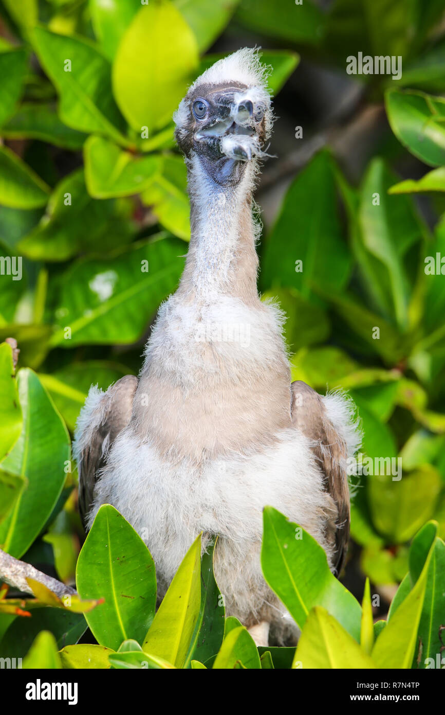 RED-FOOTED BOOBY BIRD (Sula sula), the smallest of the Galapagos