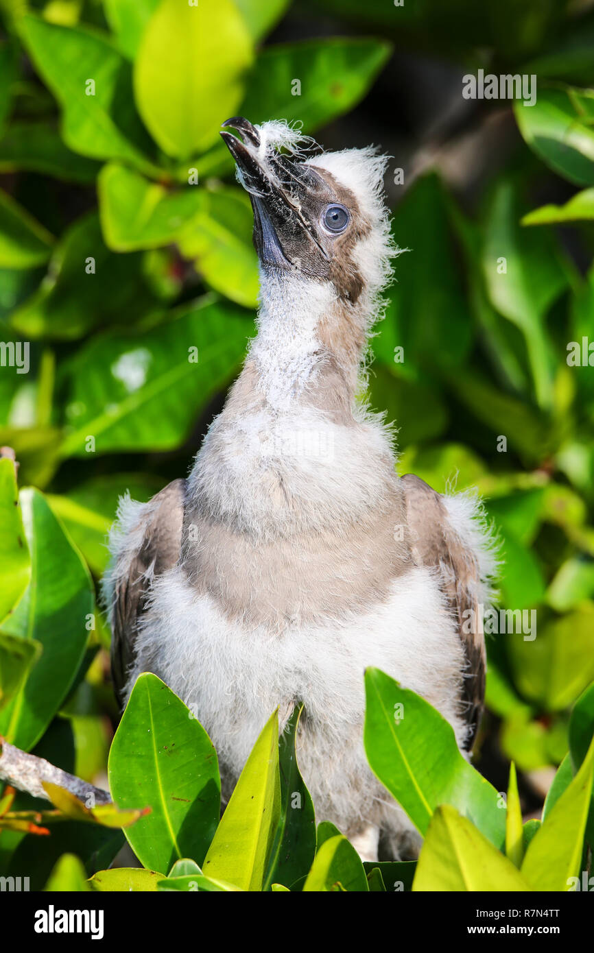 Chick of Red-footed booby (Sula sula) on Genovesa island, Galapagos National Park, Ecuador Stock Photo