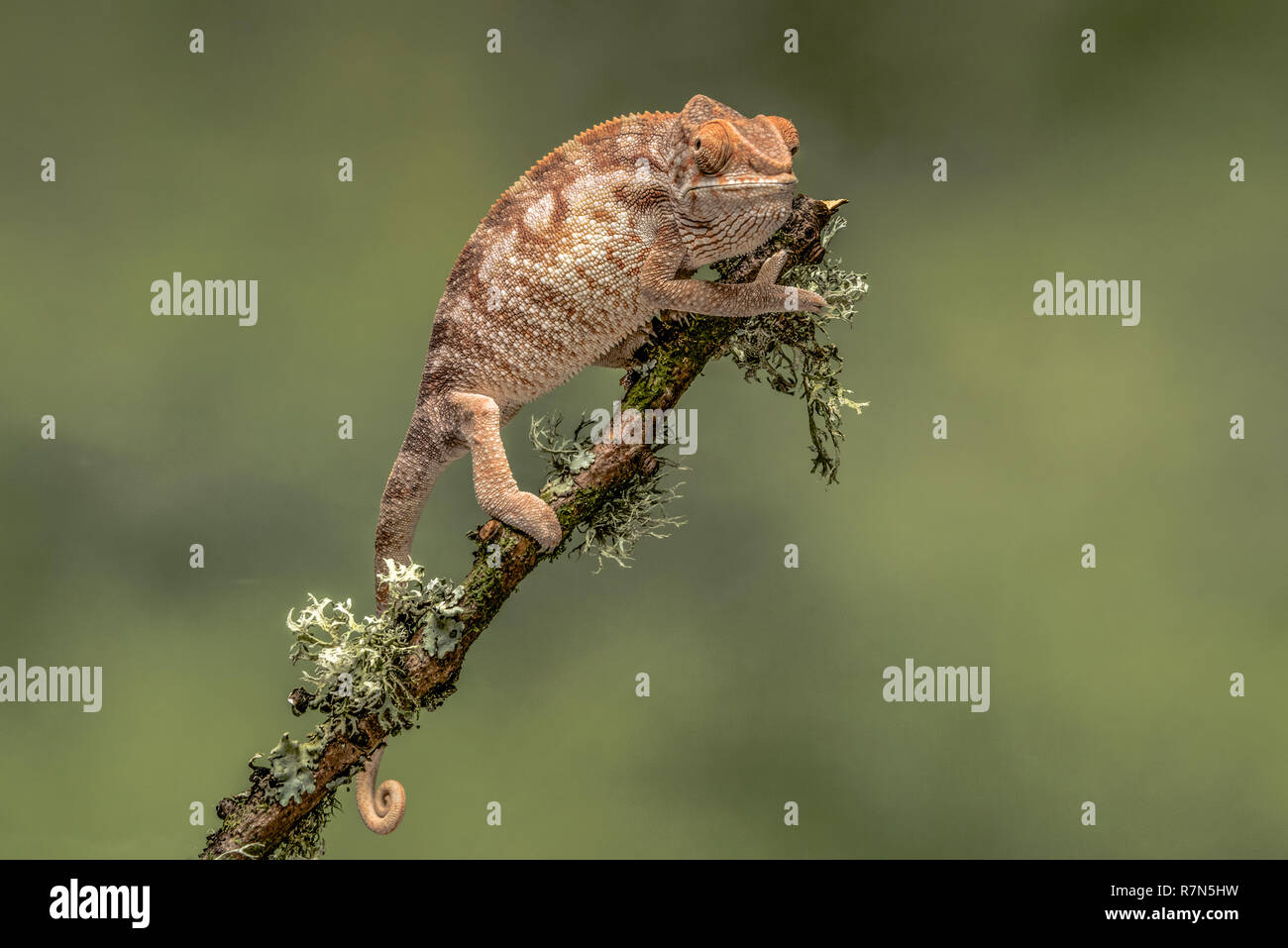 Close up portrait of a chameleon on a branch one eye looking forward and against a green background Stock Photo