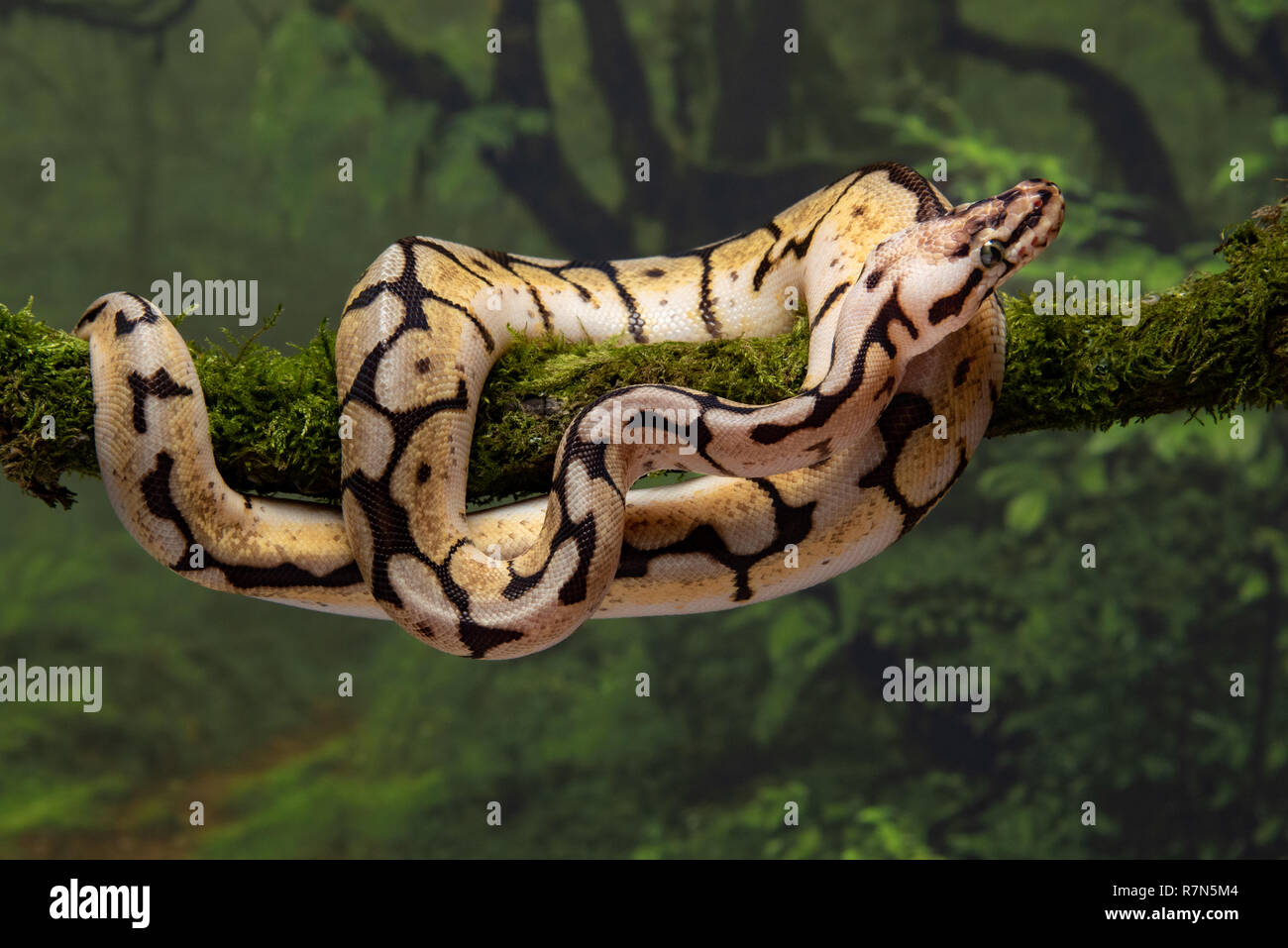 Close up of a bumble bee royal python coiled around a lichen covered branch Stock Photo