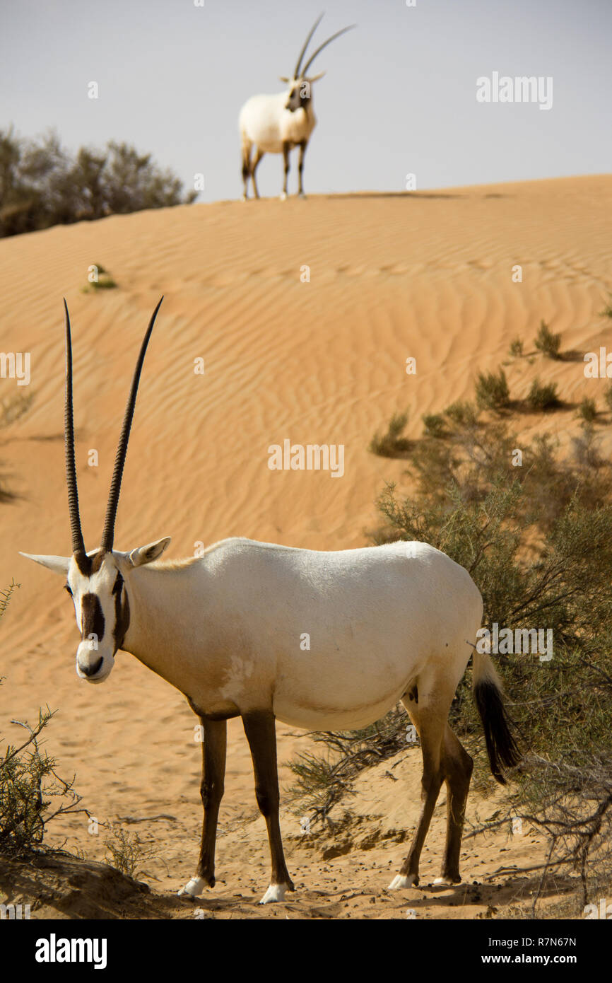 Uae desert animals group hi-res stock photography and images - Alamy