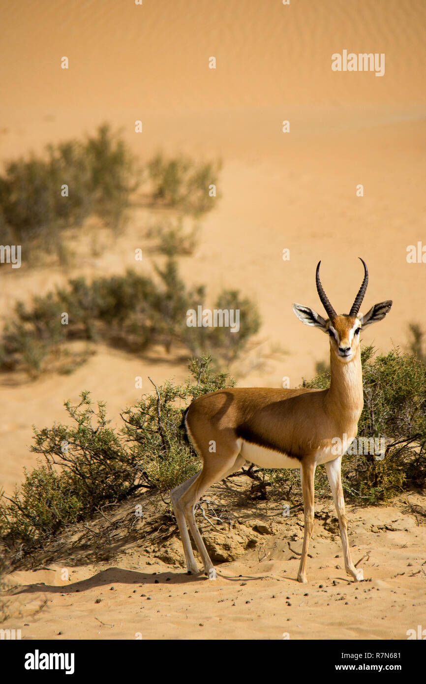 Uae desert animals group hi-res stock photography and images - Alamy Uae desert animals group hi-res stock photography and images - Alamy