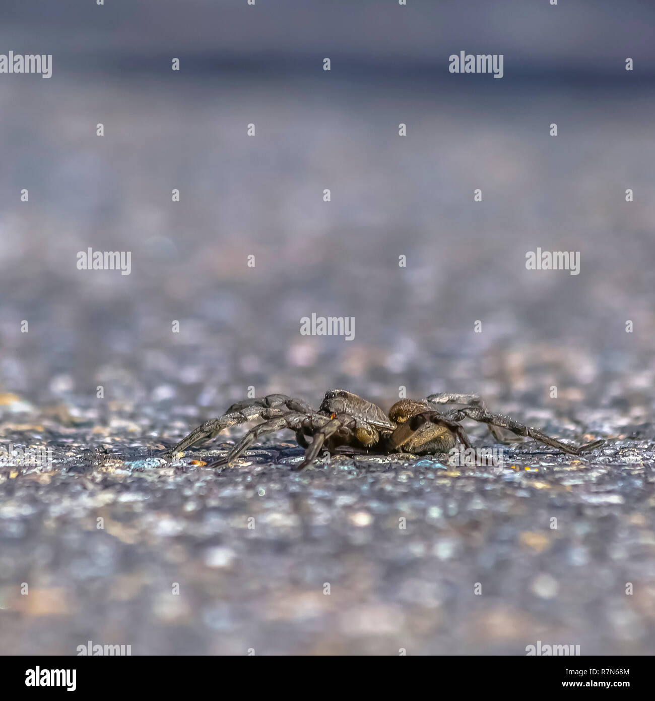 Close up of a black and hairy wolf spider in Utah Stock Photo Alamy