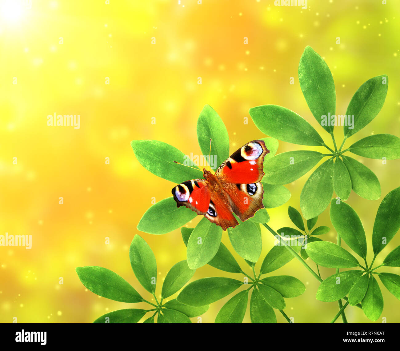 Green leaves and butterfly peacock on sunny background Stock Photo - Alamy