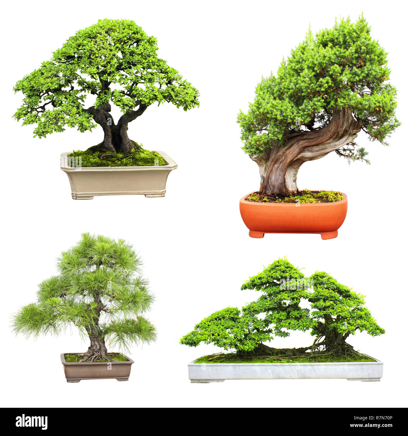 Collection of bonsai. Isolated on white background Stock Photo - Alamy