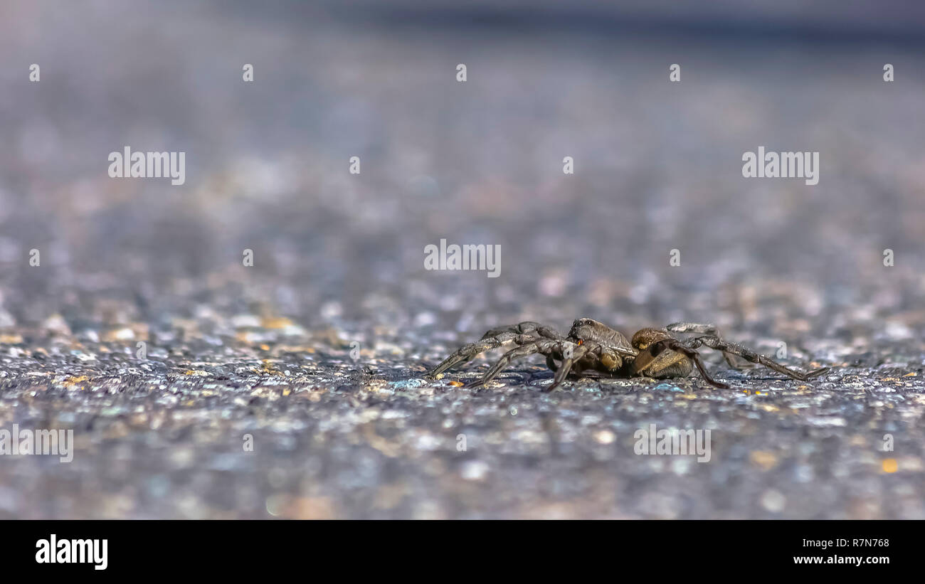Unique wolf spider crawling on sunny road in Utah Stock Photo