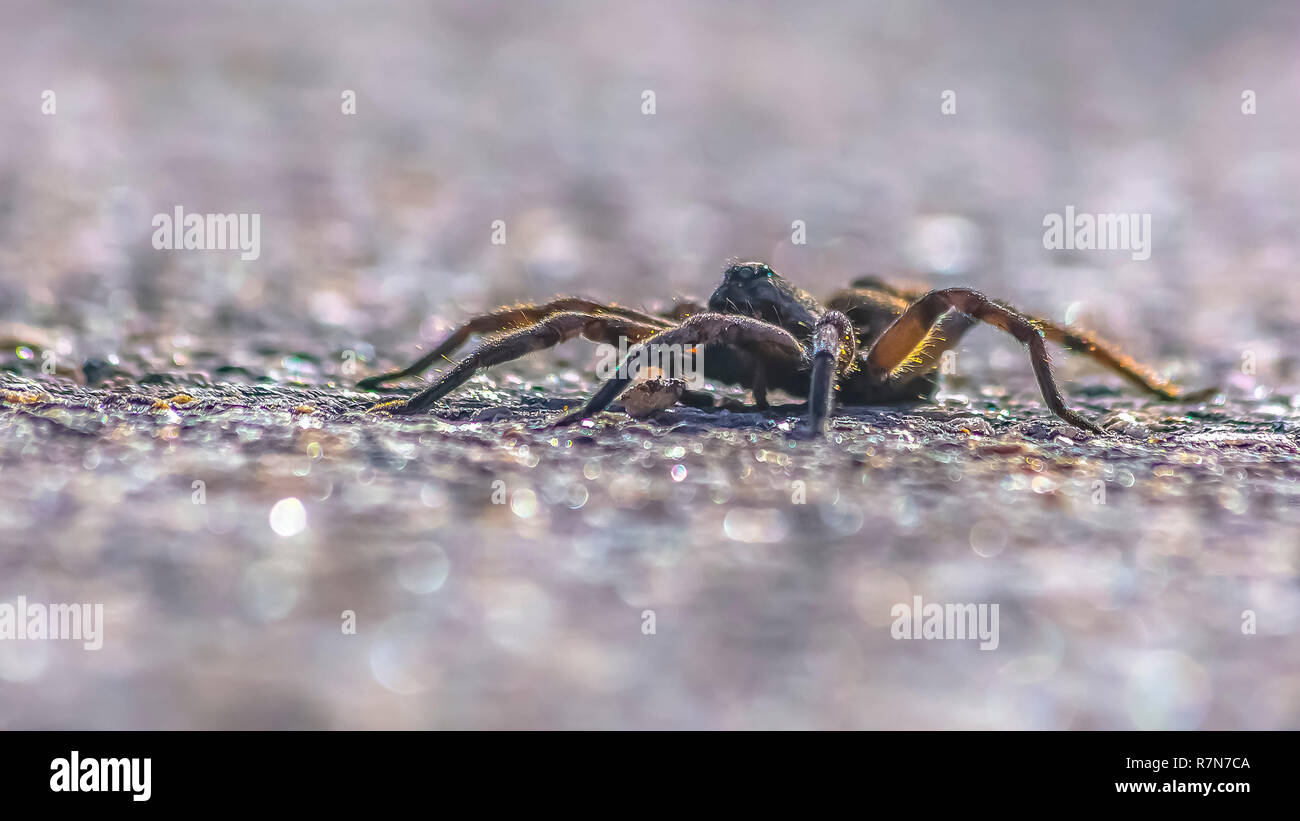 Wolf spider isolated on gray surface in Utah Stock Photo - Alamy