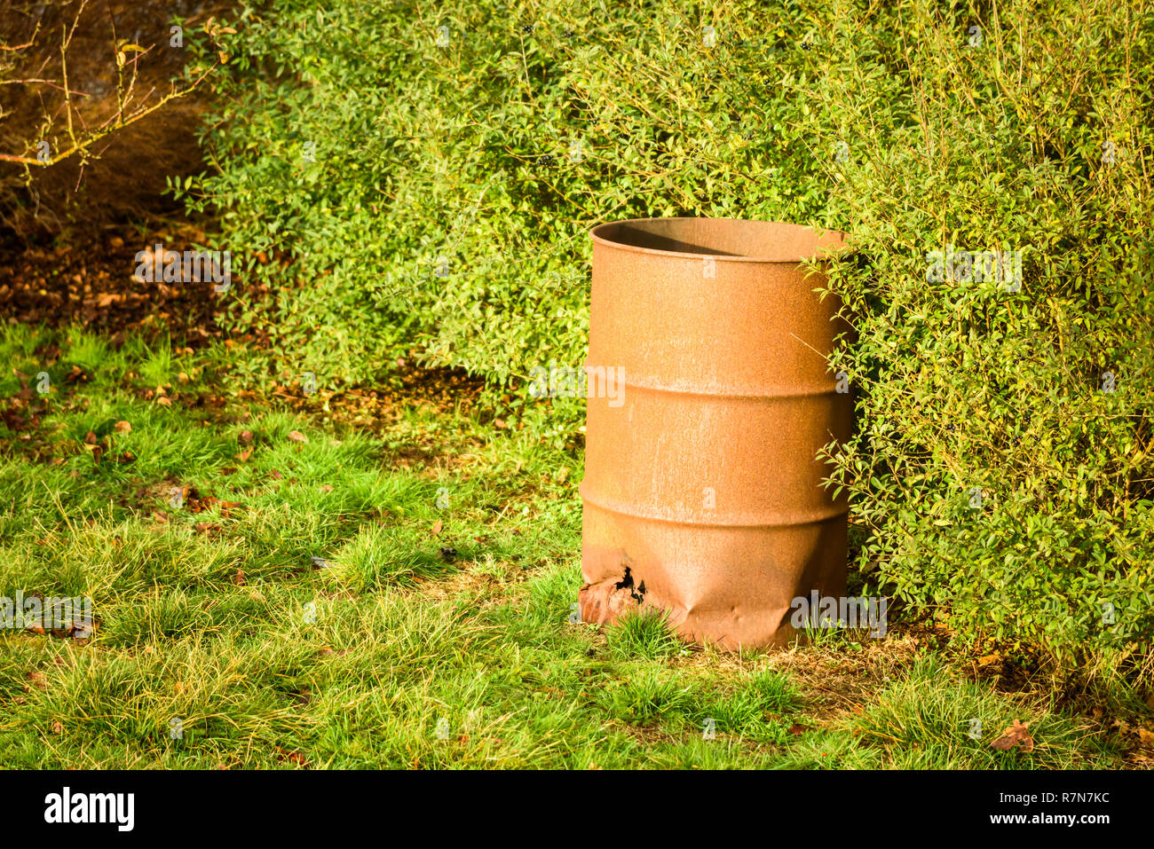 Golden barrel rust фото 71