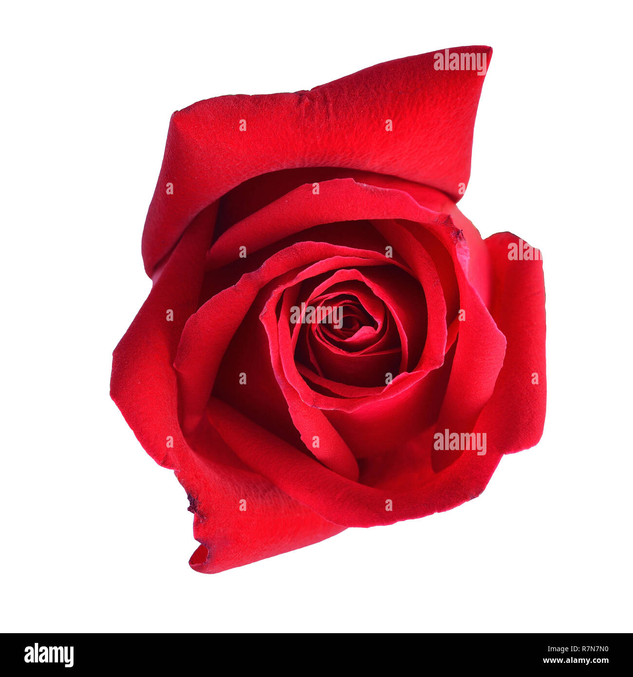 red rose isolated on white background Stock Photo - Alamy