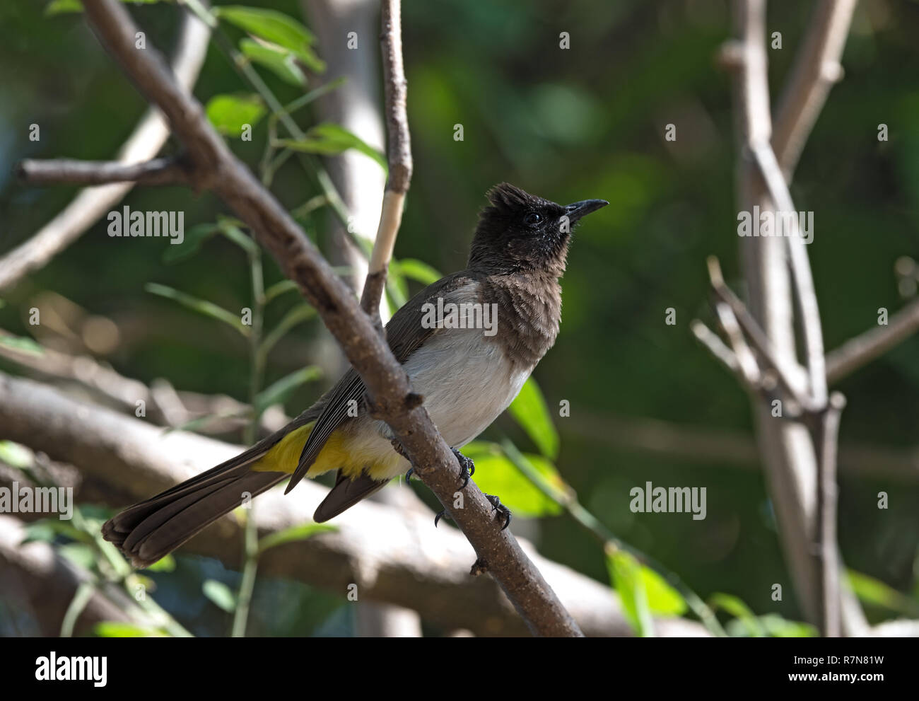 A dark capped bulbul sits on a tree branch, Botswana Stock Photo