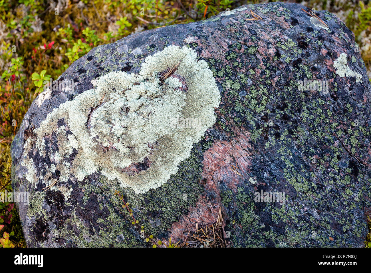 Lichen (Lichenes) on the big stone in the pine forest Stock Photo