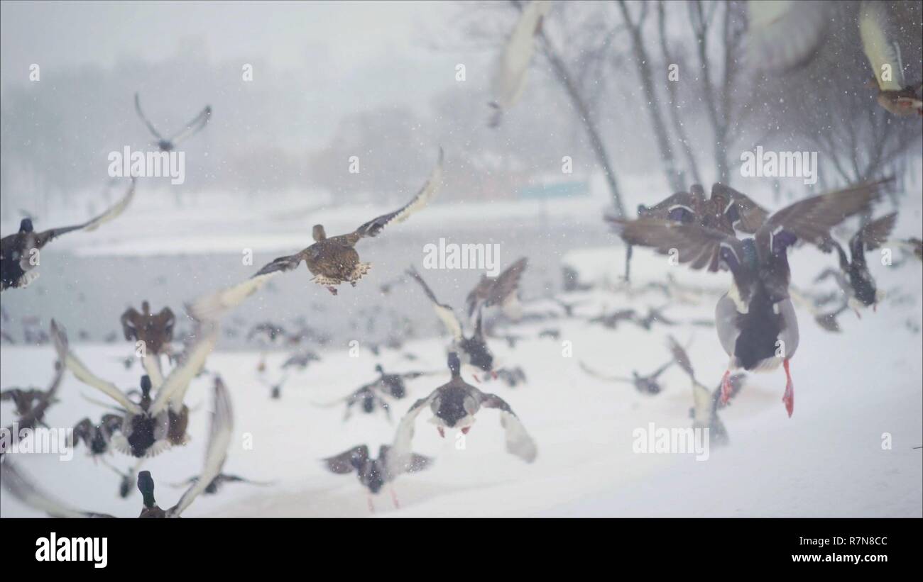 A flock of ducks flies away. Ducks wild flies spreading their wings