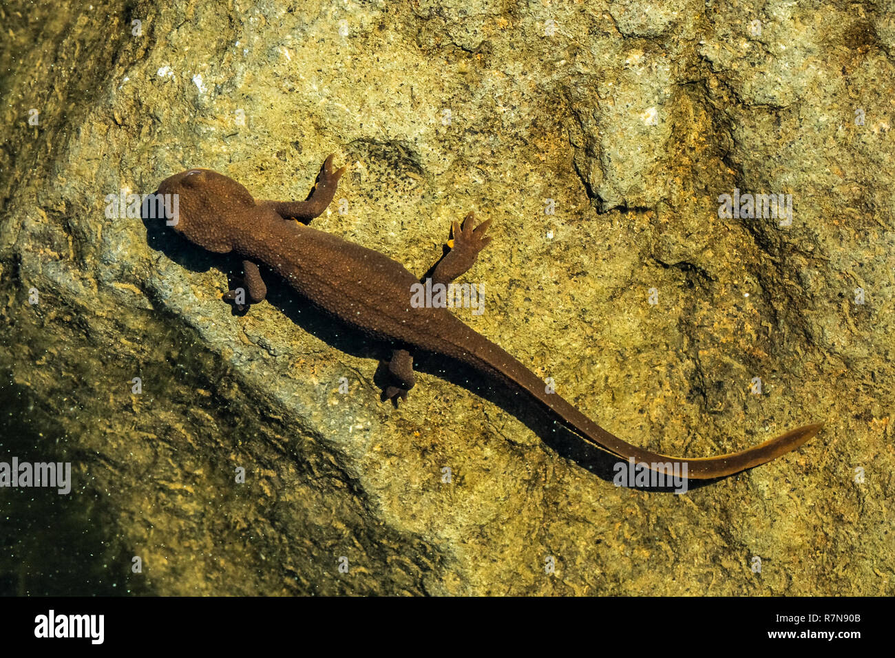 Top view of a rough-skinned or roughskin newt, taricha granulosa, underwater in Trillium Lake, Oregon, USA. Stock Photo