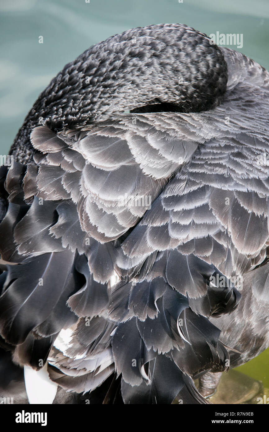 Black Swan, in Parque del buen Retiro, Madrid, Spain Stock Photo