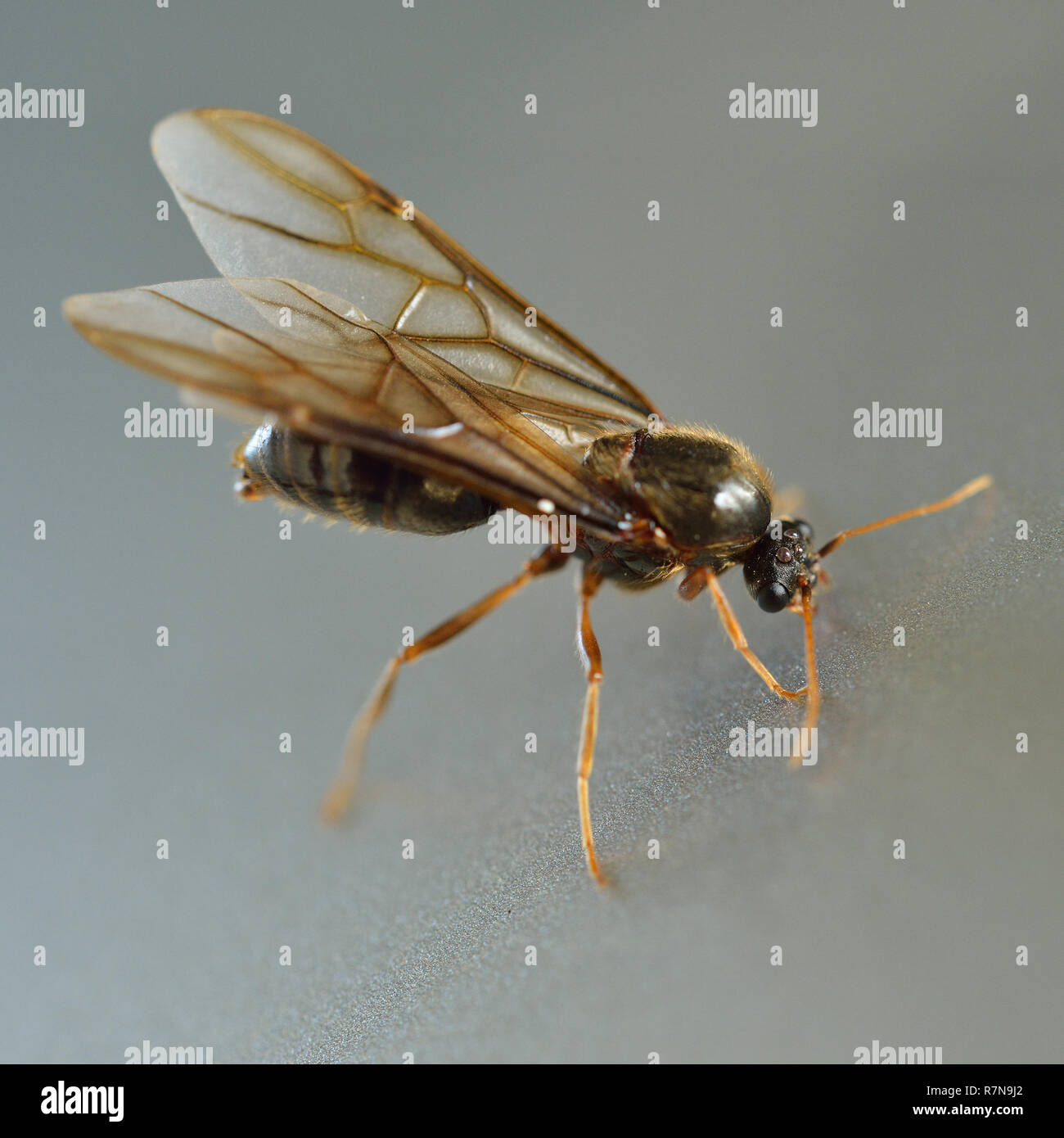 Little insect, termite white ant Stock Photo - Alamy