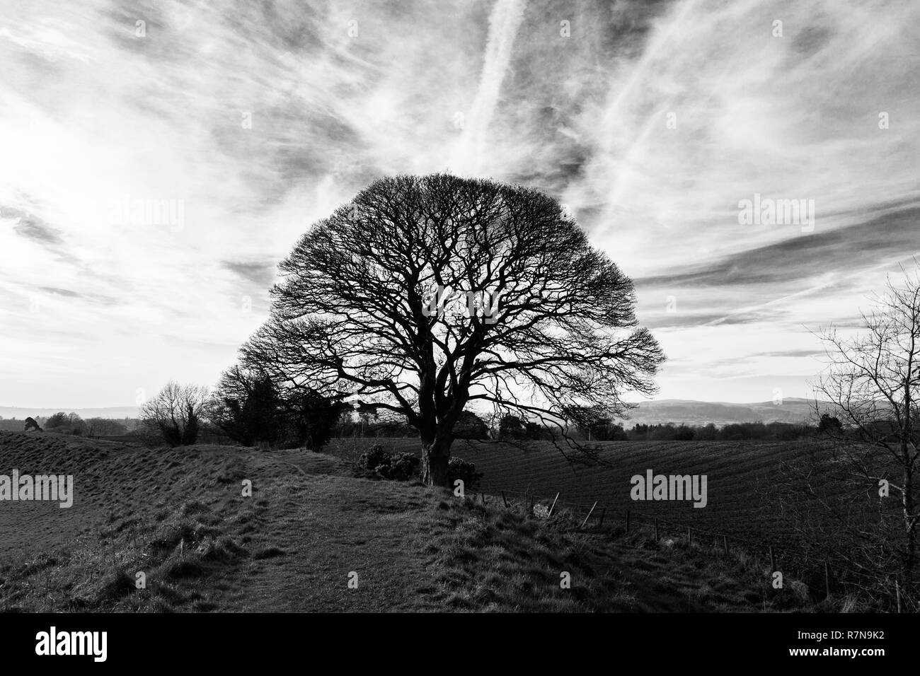 Ancient tree at Neolithic site known locally as the Giants Ring Stock Photo