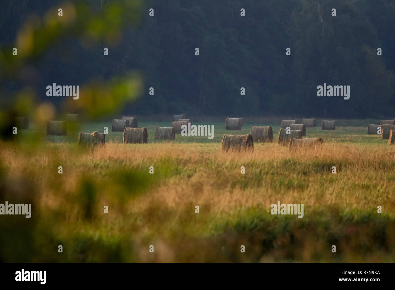 Hay bales on the field after harvest in foggy morning. Freshly rolled hay bales on field in Latvia. Stock Photo