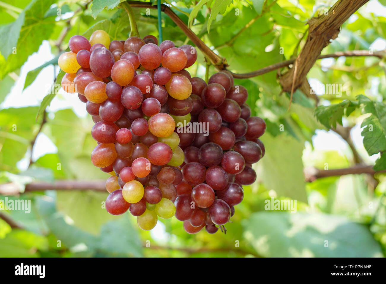 Bunch of grape fruits at grapevine farm Stock Photo Alamy