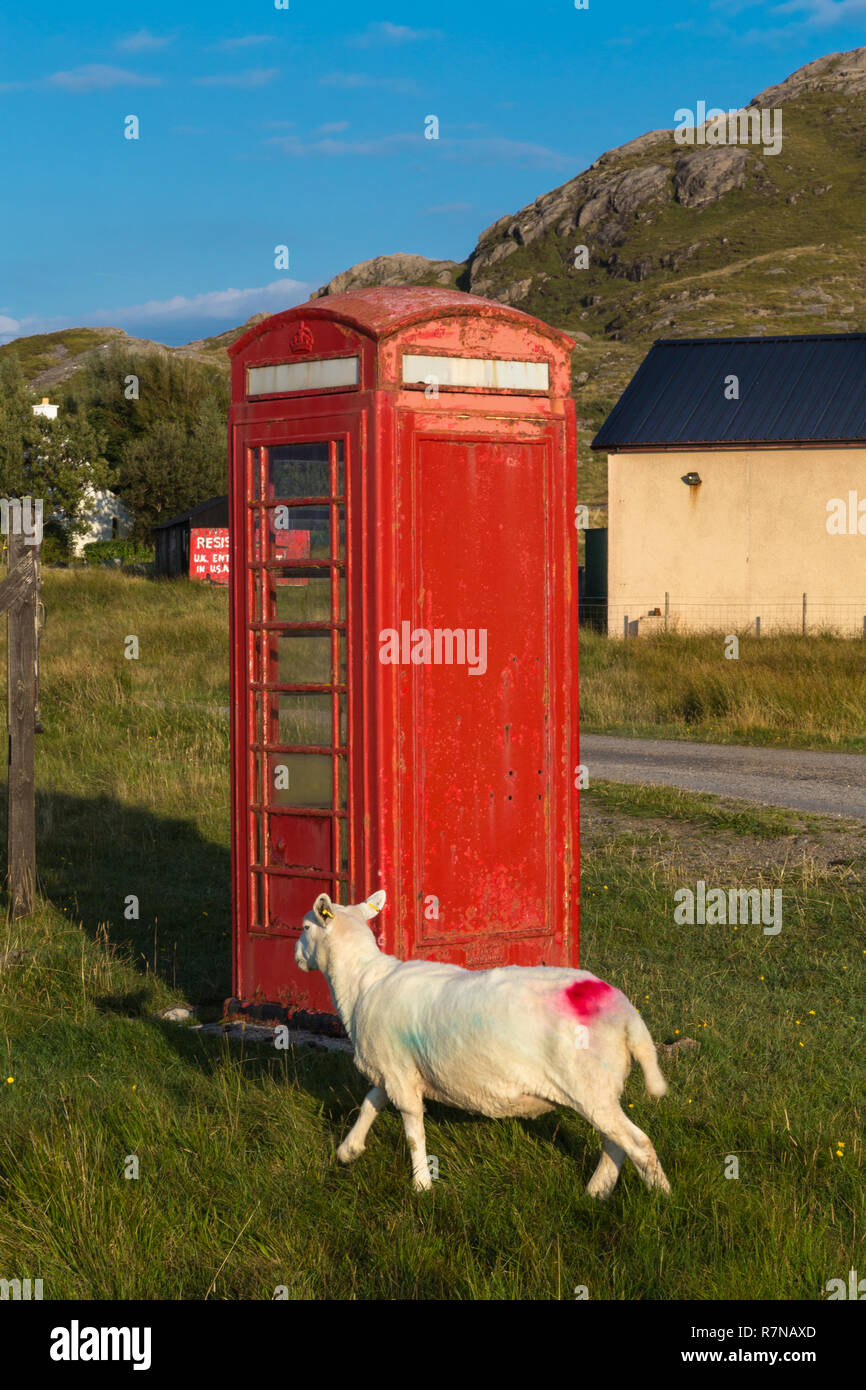 Telephone box and sheep at Sanna, Ardnamurchan, Scotland. Stock Photo