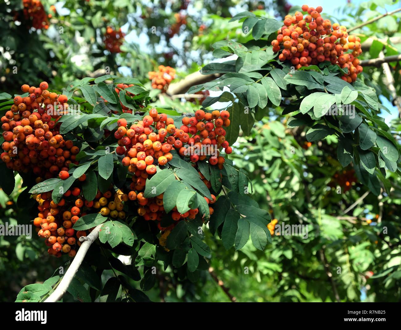 Many ripe rowan berries fruits hangs on green dense branches in sunny ...