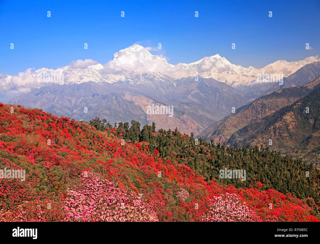 Greatness of nature. Blooming rhododendron grove on the background of the snow Dhaulagiri peak (8167 m) in the Himalayas, Nepal. Stock Photo
