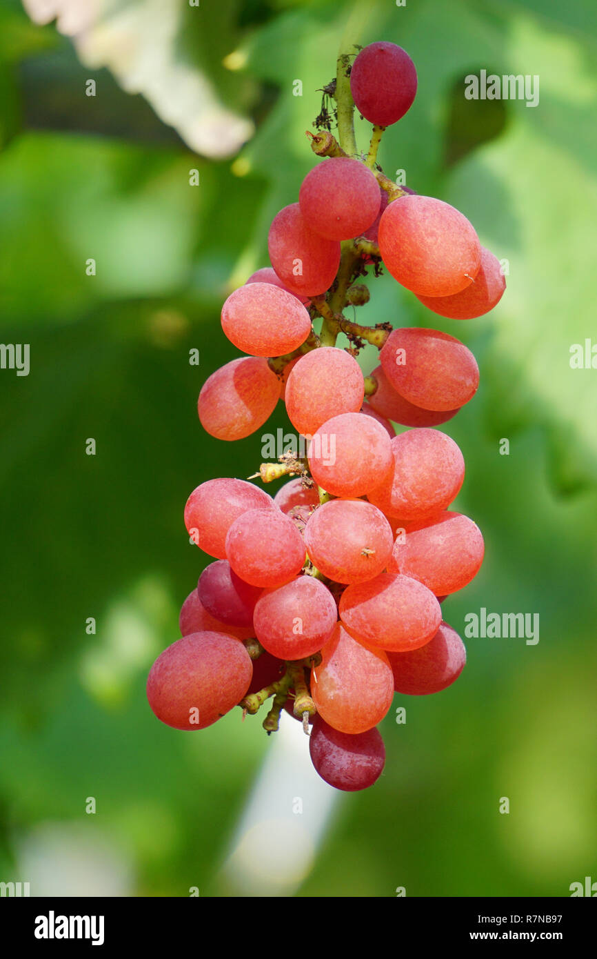 Bunch of grape fruits at grapevine farm Stock Photo Alamy