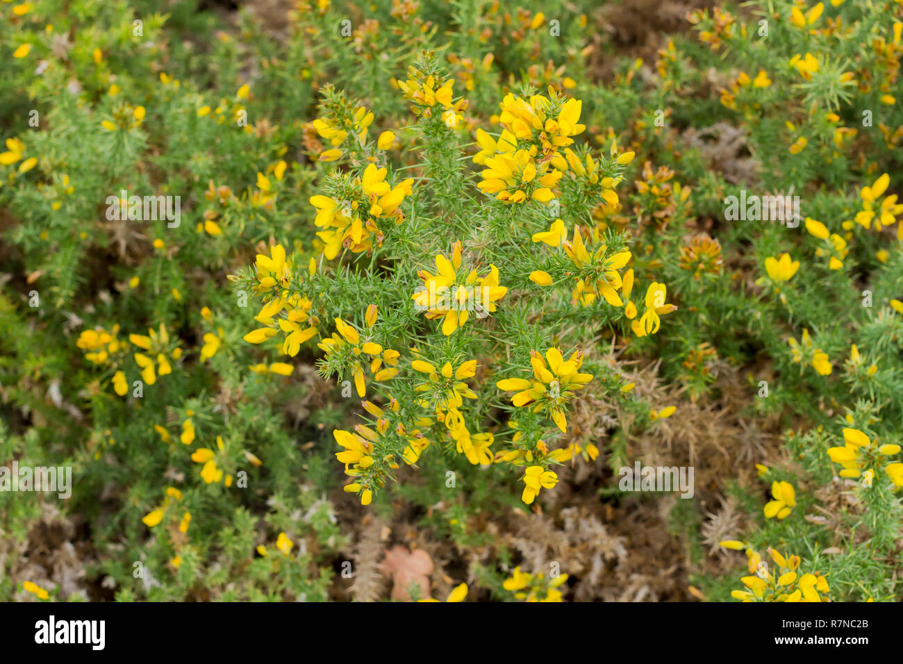 Yellow flowers on gorse in autumn Stock Photo