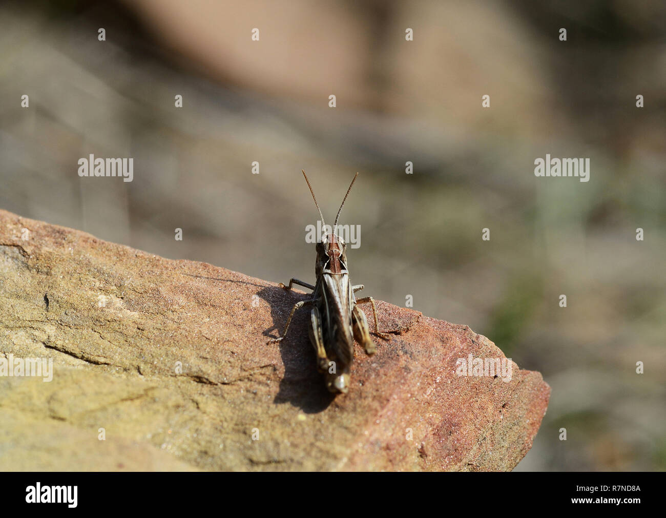 close up of grasshopper over a sunny stone Stock Photo