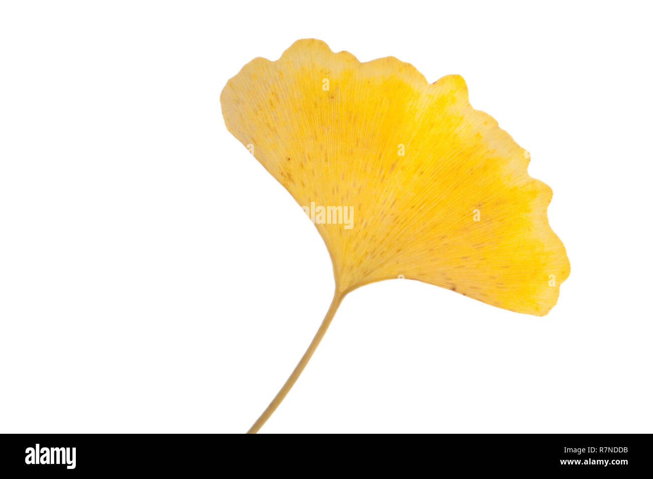 Ginkgo Biloba Leaves Stock Photo Alamy
