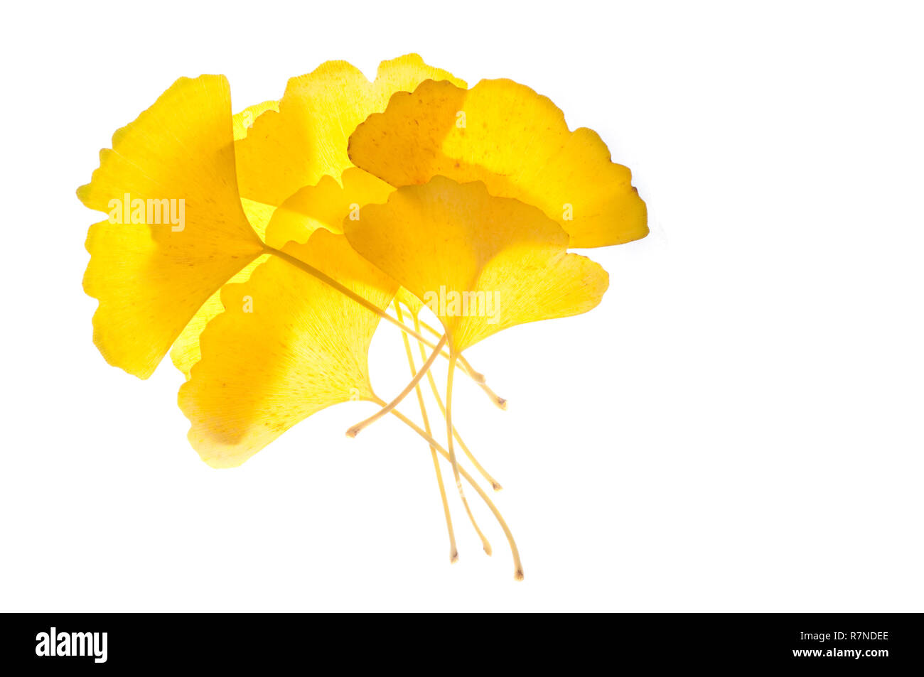 Ginkgo Biloba Leaves Stock Photo Alamy