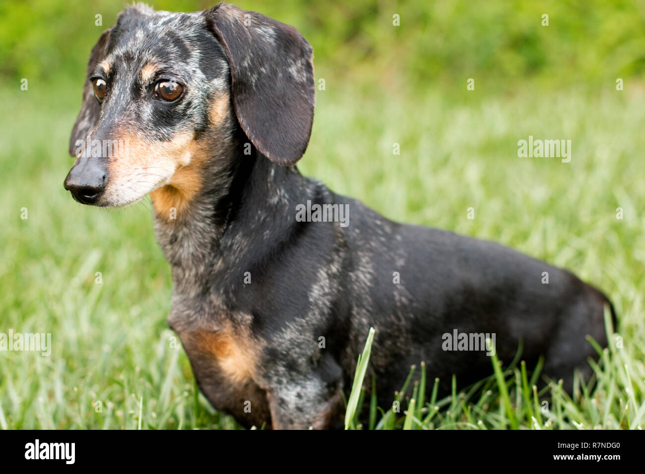 black and tan dapple dachshund