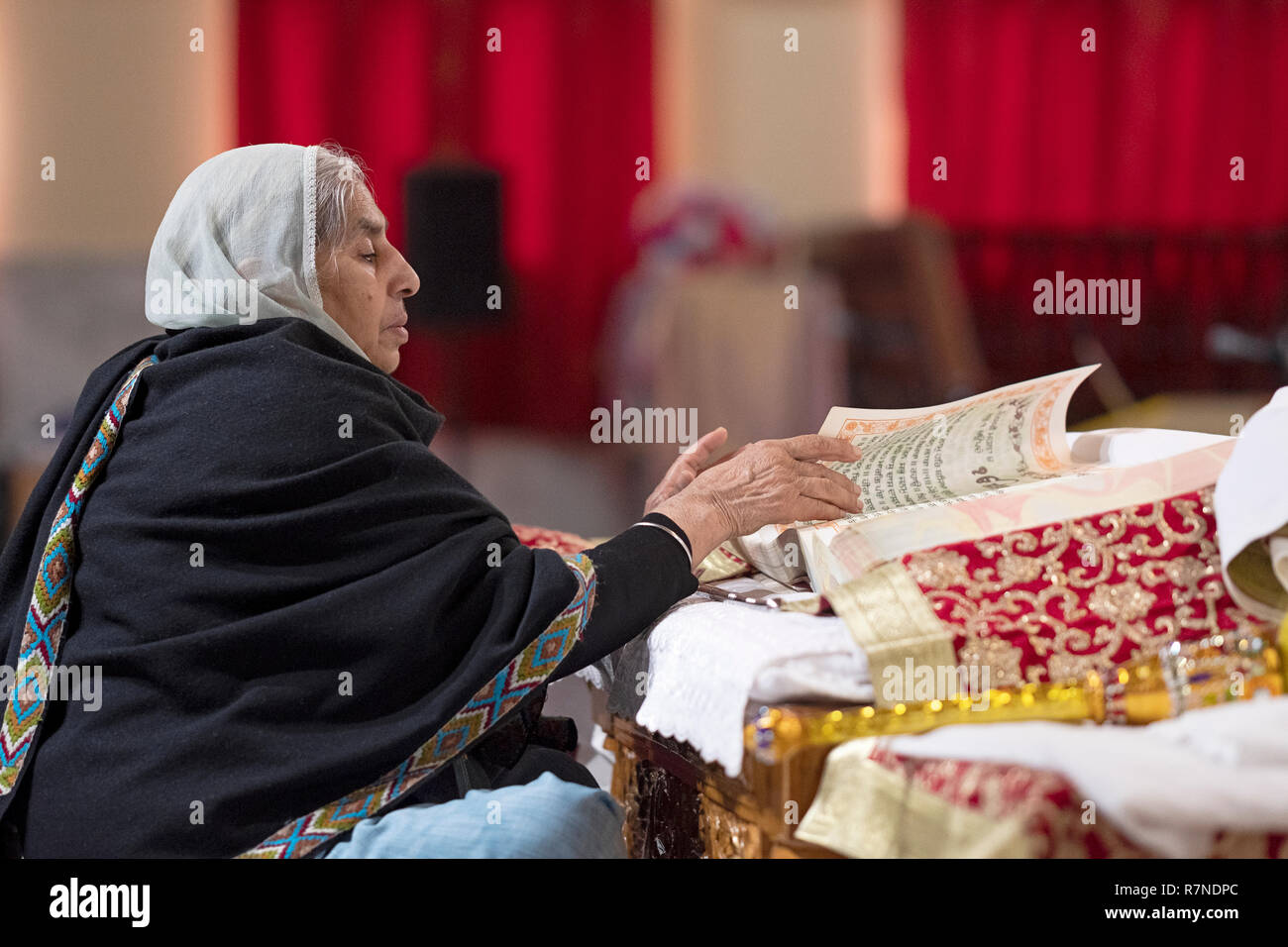 A devout Sikh woman reads from the holy book, the Guru Granth Sahib, at the main altar at a temple in Richmond Hill, Queens, New York City. Stock Photo